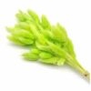 Zarwani Natural Bunny Tail Dried Pampas Grass for Home & Office Decor | Contains Approx 60 Stems (Green)