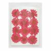 Zarwani 12pcs Natural Dried Daisy Flower Pressed Flower for Jewelry Making, Phone case Decoration (Light Green) - Image 4