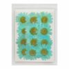 Zarwani 12pcs Natural Dried Daisy Flower Pressed Flower for Jewelry Making, Phone case Decoration (Light Green)
